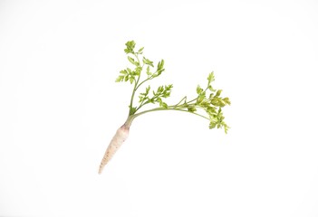 parsnip vegetable isolated on white studio background. fresh organic vegetable isolated.