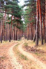 CAMINO ENTRE PINOS DEL BOSQUE