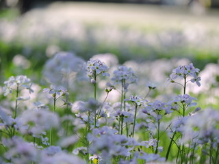 Meadow with spring flowers. Taken in a beautiful city park in Karlsruhe.