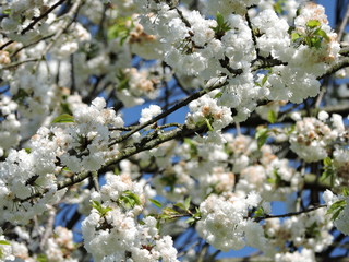 Blooming tree in spring in a german city park. Taken in Karlsruhe.