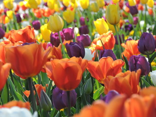 Colored tulips blooming  in spring in a german city park. Taken in Karlsruhe.