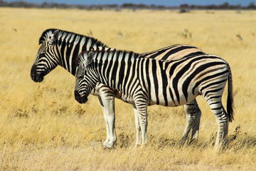 Fototapeta na wymiar two Zebras standing next to eachother, Africa