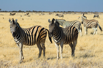Fototapeta na wymiar afrikanische Zebras