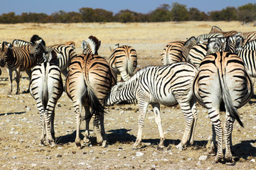 Fototapeta na wymiar Zebraherde abgewandt, Afrika