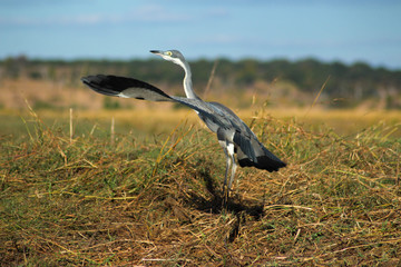 Vogel kurz vor dem Abflug