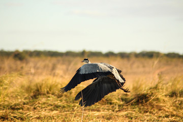 Vogel hebt ab