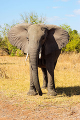 Freiheit der Wildnis: Elefant in der afrikanischen Steppe