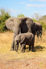 Elefant mit Baby in der Savanna