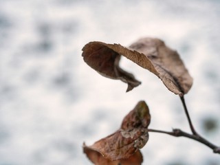 Polonne / Ukraine - 6 December 2018: brown leafs on the branch