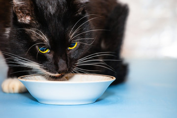 black hungry cat eating food from a bowl