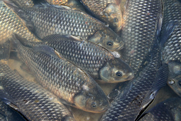 crucian carp in a market