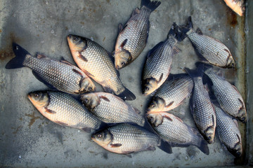 crucian carp in a market