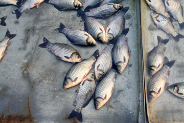 crucian carp in a market