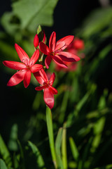 Fototapeta premium red lily flower in garden