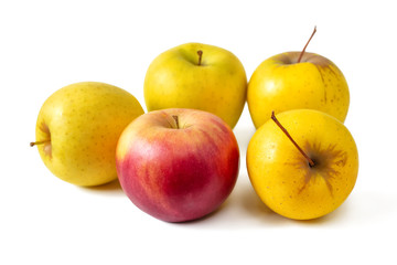 Five apples, four yellow and one red isolated on white background
