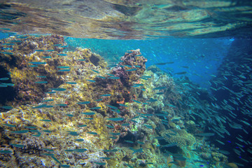 Naklejka na ściany i meble Sardine school in coral reef. Coral reef underwater photo. Mackerel shoal. Tropical seashore snorkeling