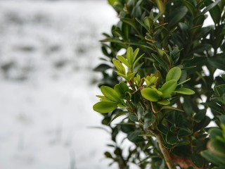 Polonne / Ukraine - 7 December 2018: green bush in the background of white snow