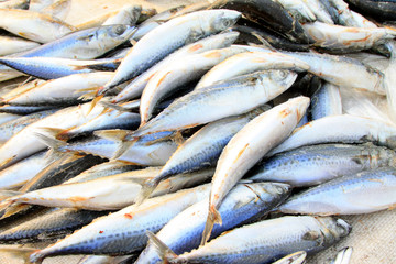 frozen spanish mackerel in a market