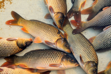 carp in a market