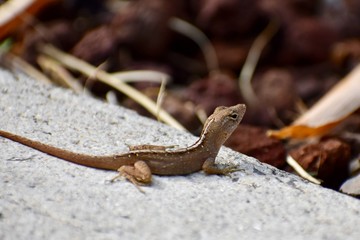 Brown Anole lizard, Anolis sagrei, an invasive species is found sunning on a path in Maui, Hawaii, USA