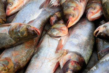 silver carp in a market