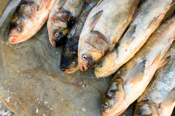 silver carp in a market
