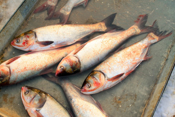 silver carp in a market