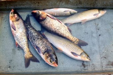 fresh freshwater fish in a market
