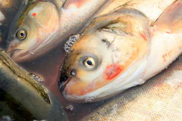 silver carp feature