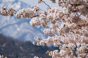 Full bloom cherry blossom, Japan