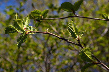 Alaska flowers plants