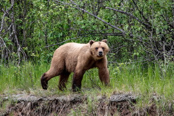 Wild Grizzly Bear in Alaska