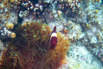 Fototapeta na wymiar Red clownfish in actinia. Coral reef underwater photo. Clown fish in anemone. Tropical seashore snorkeling or diving.