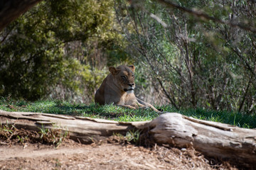 Lion Laying on Ground