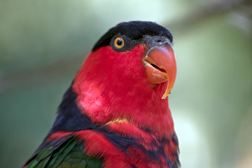 black capped lory
