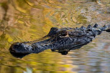 Alligator portrait