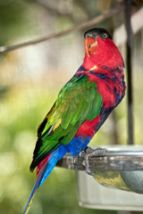 black capped lory