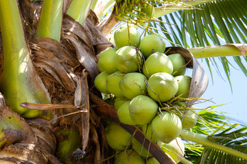 Fototapeta premium Coconut tree with coconut fruit