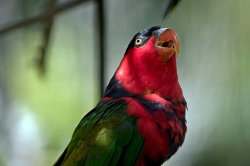 black capped lory