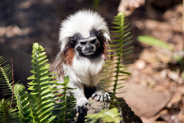 Cotton top tamarin