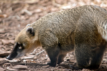 south American coati