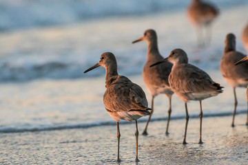 Birds at sunset on the beach surf