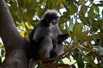 Dusky leaf monkey