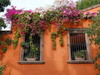 Fototapeta na wymiar Bougainvillea on a door and window in colorful San Miguel de Allende, Mexico