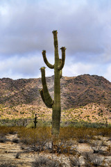Saguaro Cactus cereus giganteus Sonora Desert