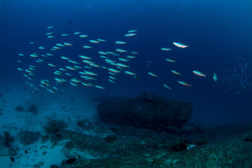 School of Neon Fusilier, Pterocaesio tile in Andaman sea