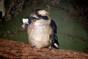 a laughing kookaburra,