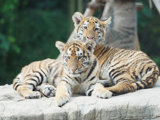 Two Tiger Cubs resting together