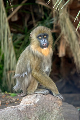 young mandrll resting