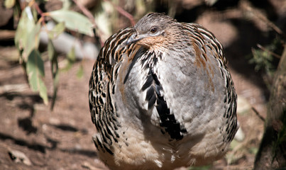 mallee fowl